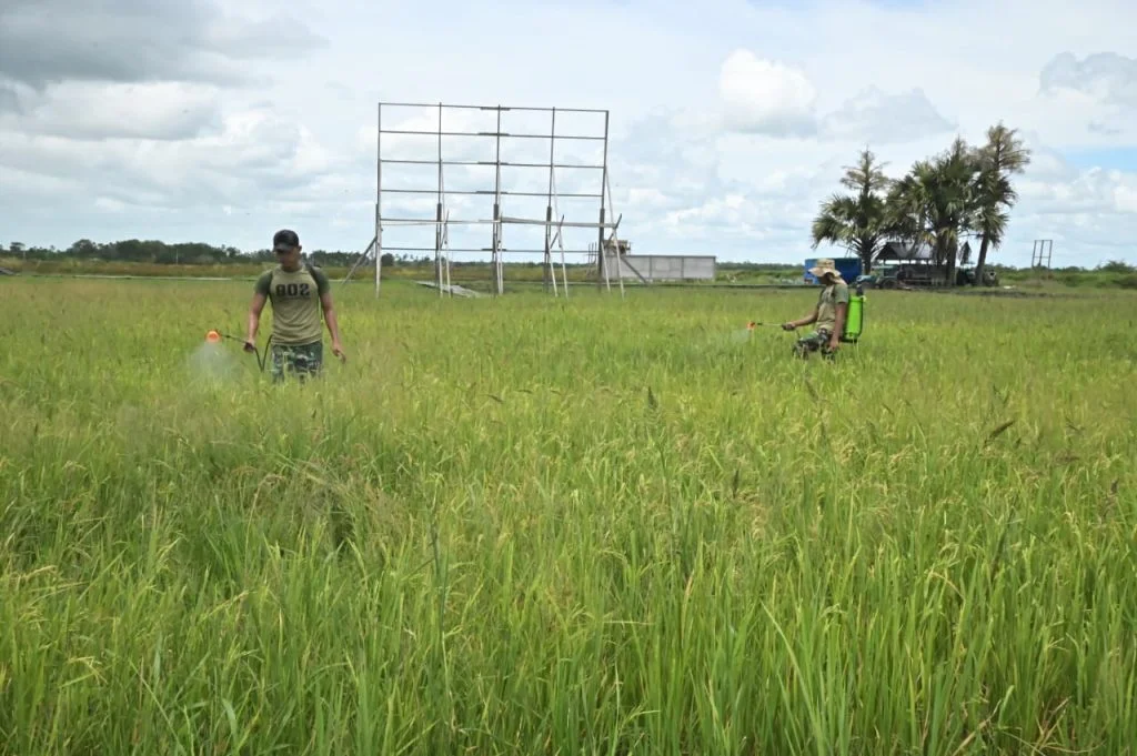 Kemhan dan TNI 🌾 Dukung Ketahanan Pangan Nasional di Merauke - Image 4